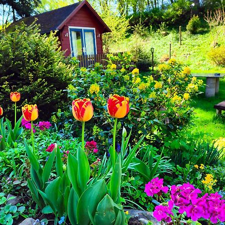 Bed And Breakfast Tvrz Velka Bukovina Екстер'єр фото